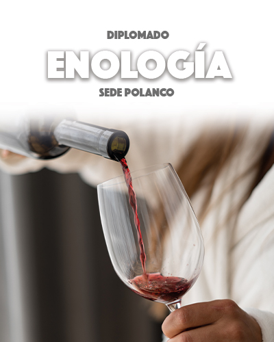 Diplomado en Enología